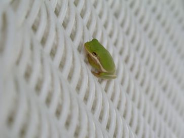 green frog - florida